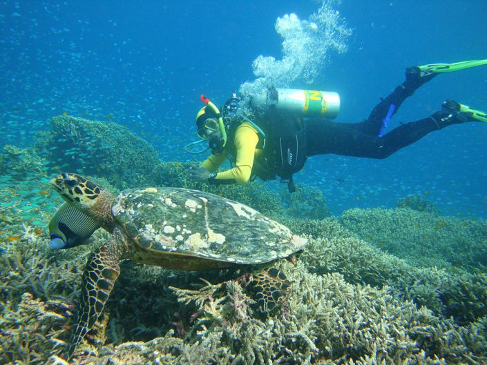 Faszination Tierwelt unter Wasser vor der Küste von Khao Lak