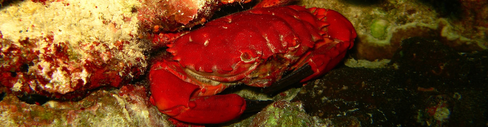 FAQ Khaolak Diving