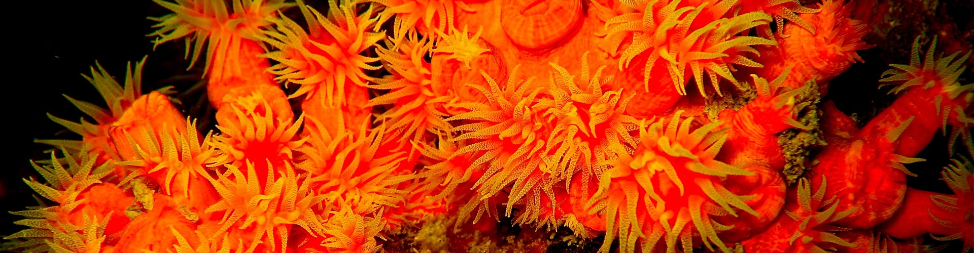 FAQ Tauchreisen Axel Wichmann